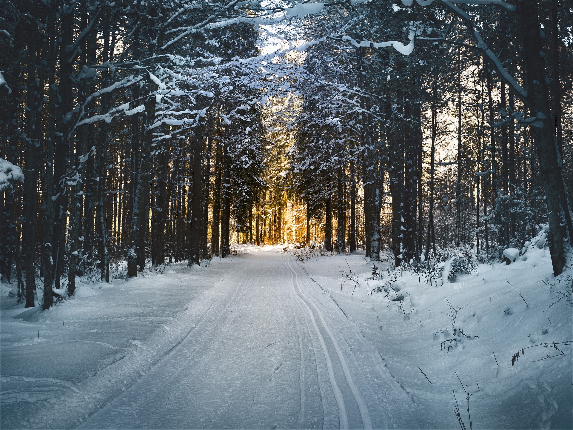 Schnee im Wald