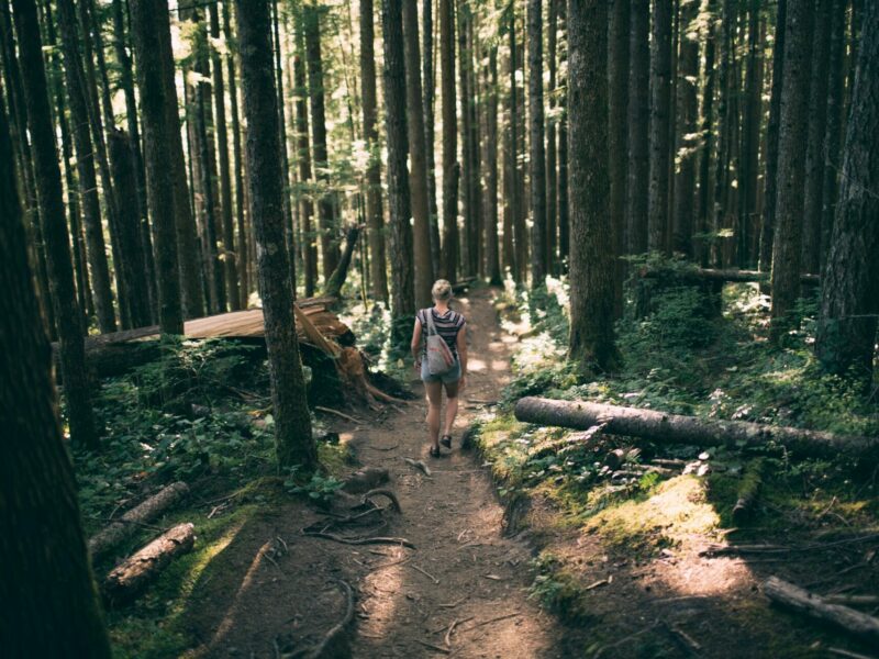 Wald mit Wanderer